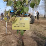 акция skyway посади дерево скайвей 36