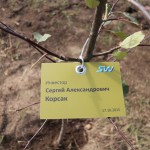 акция skyway посади дерево скайвей 62